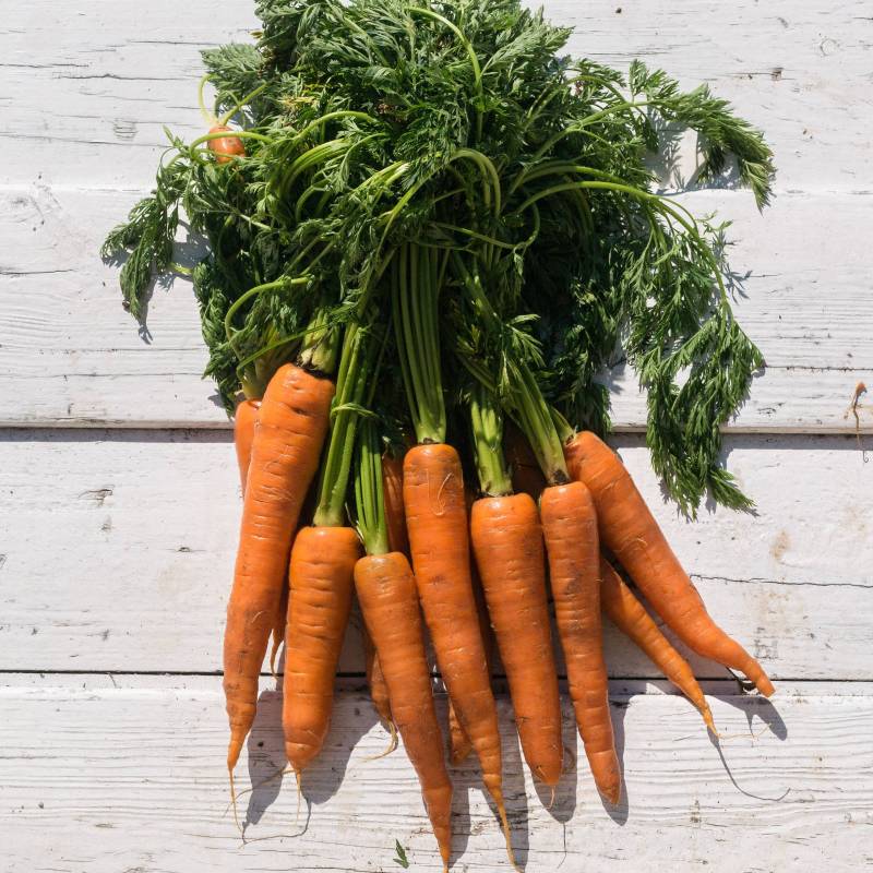 RA002_Cenoura_Zanahoria_Carrot_Rodelika_Sementes-Biologicas_Semillas-Ecologicas_Organic-Seeds_Sementes-Vivas_1