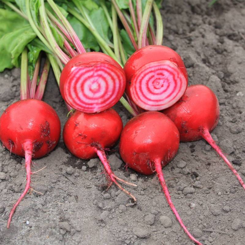 RA007_Beterraba_Remolacha_Beetroot_Chioggia_Sementes-Biologicas_Semillas-Ecologicas_Organic-Seeds_Sementes-Vivas_1