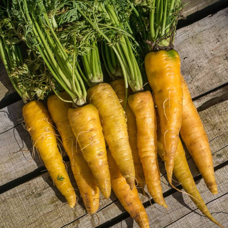 RA015_Cenoura_Zanahoria_Carrot_Jaune-du-Doubs_Sementes-Biologicas_Semillas-Ecologicas_Organic-Seeds_Sementes-Vivas_1