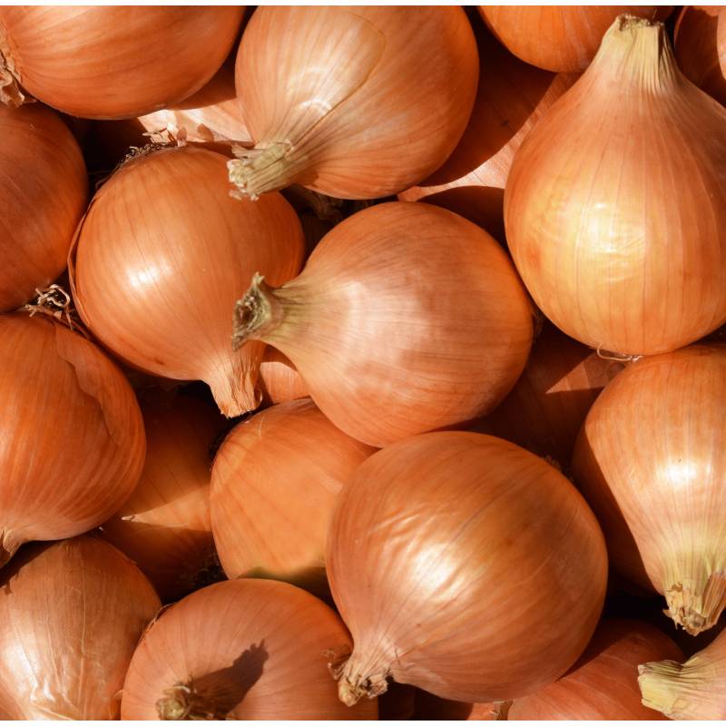 RA028_Cebola_Cebolla_Onion_Stuttgarter_Sementes-Biologicas_Semillas-Ecologicas_Organic-Seeds_Sementes-Vivas_1