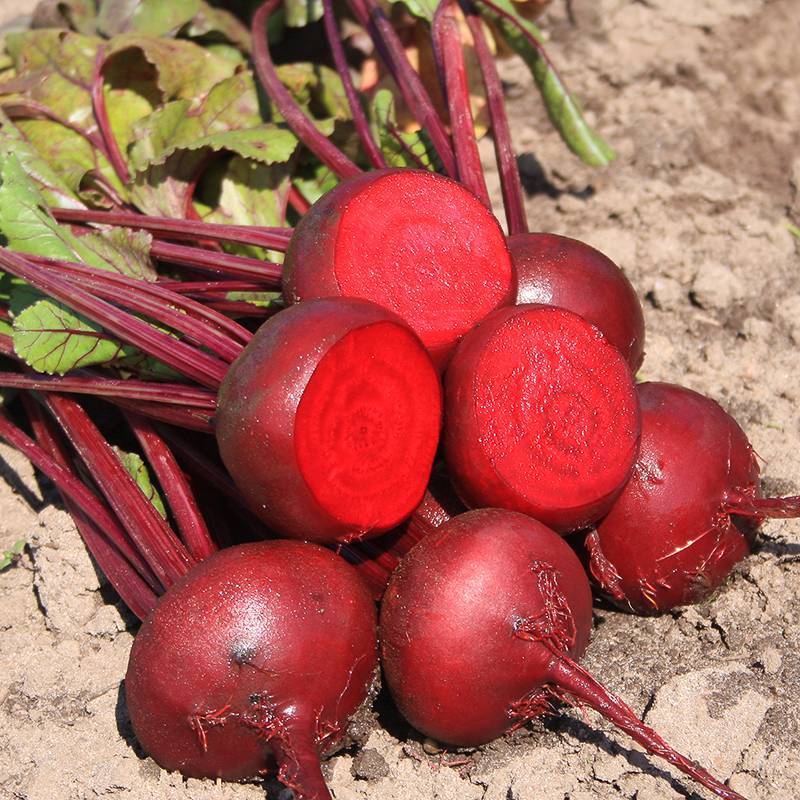 RA029_Beterraba_Remolacha_Beetroot_DEgypte_Sementes-Biologicas_Semillas-Ecologicas_Organic-Seeds_Sementes-Vivas_1