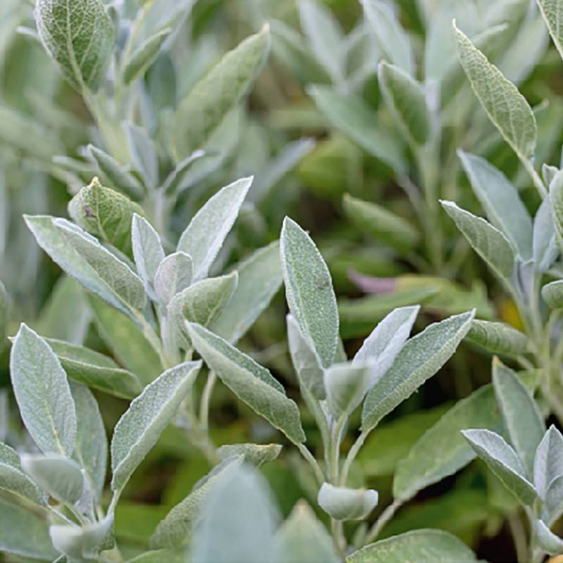 ER015_Salvia_Salvia_Sage__Sementes-Biologicas_Semillas-Ecologicas_Organic-Seeds_Sementes-Vivas_1