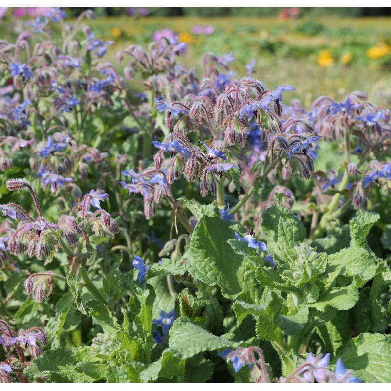 ER019_Borragem_Borraja_Borage__Sementes-Biologicas_Semillas-Ecologicas_Organic-Seeds_Sementes-Vivas_1