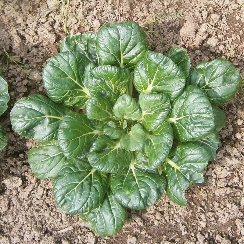 Mustard Green 'Tatsoi'