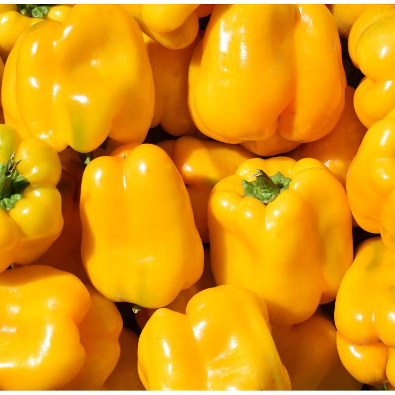 Pimento 'Quadrato D'Asti Giallo'