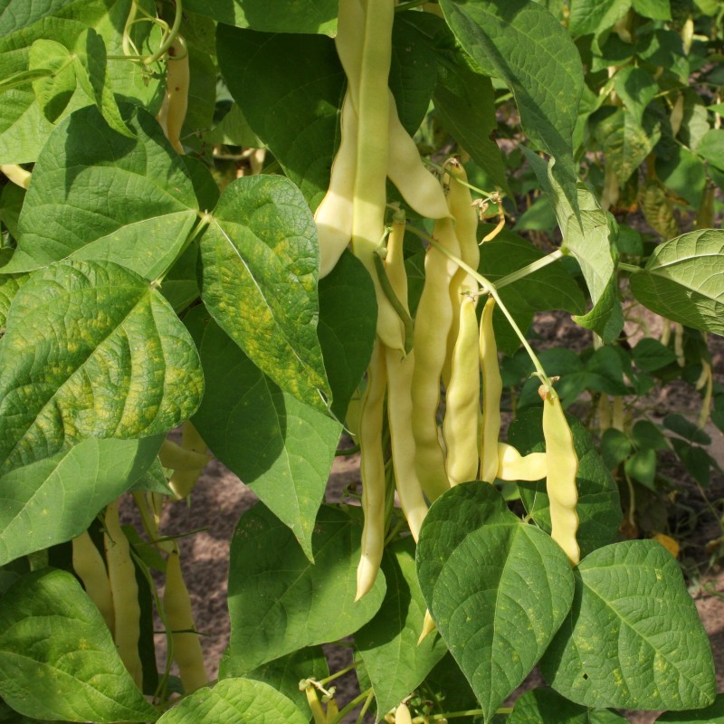 Green Bean 'Golden Gate'