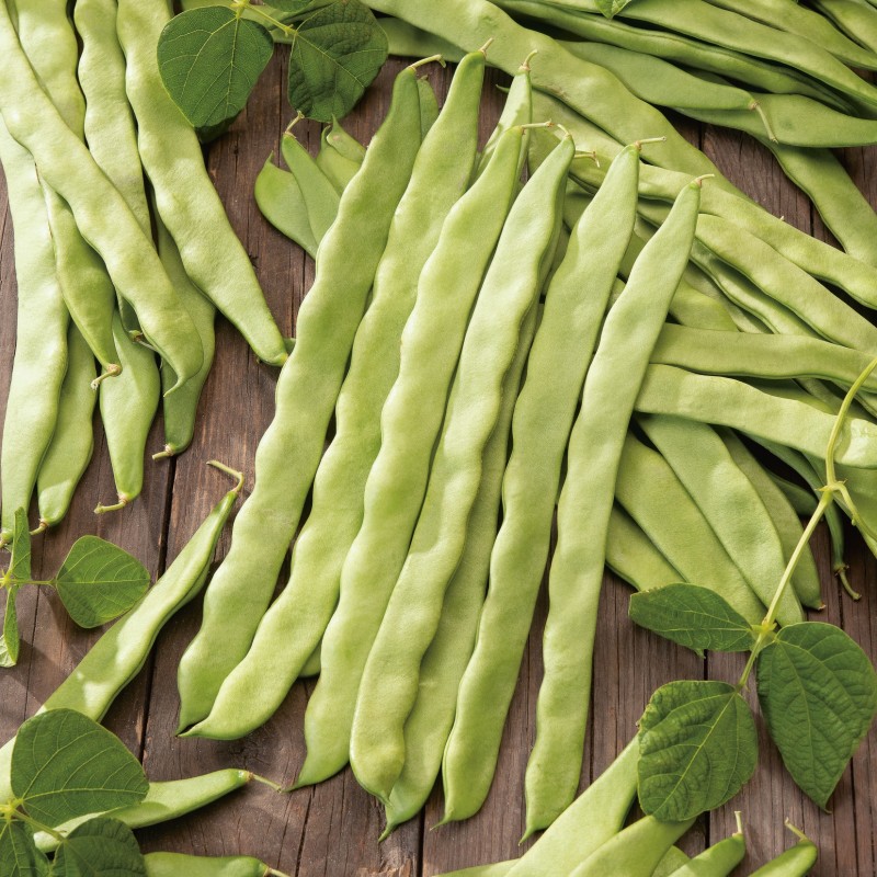 Green Bean 'Helda'