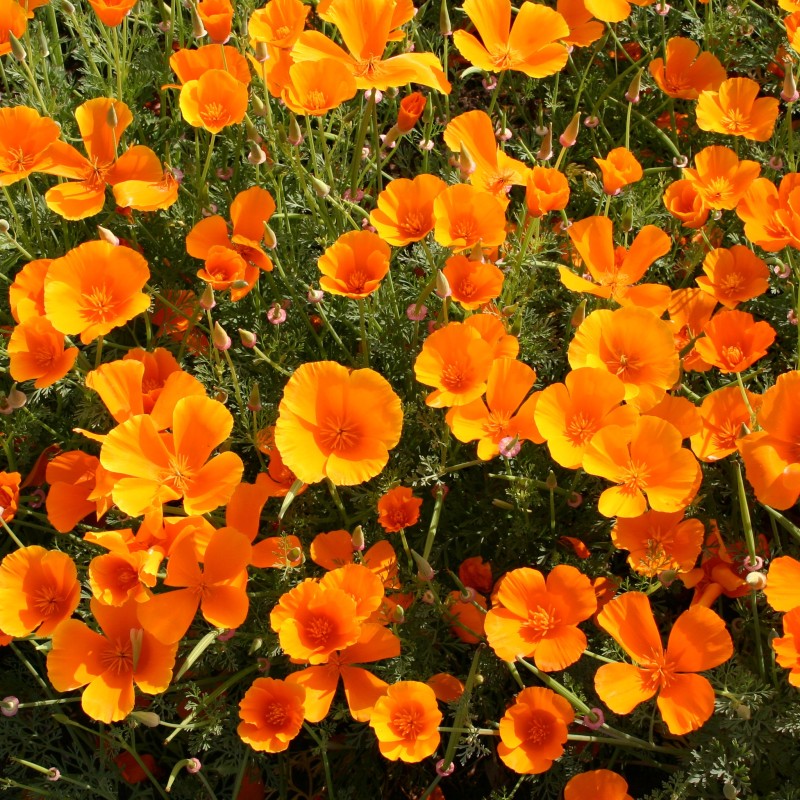 Orange Californian Poppy