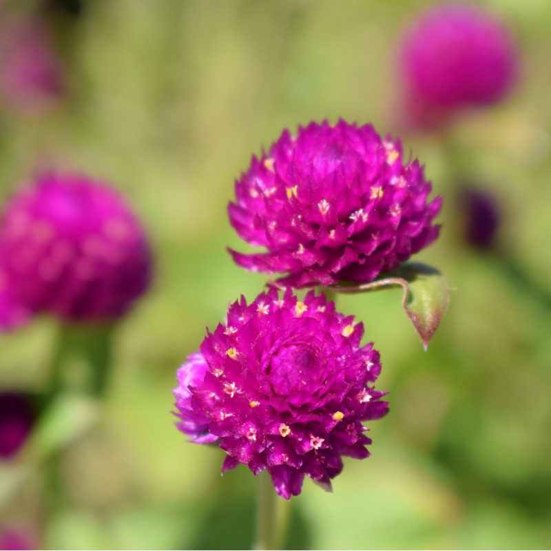 Purple globe amaranth