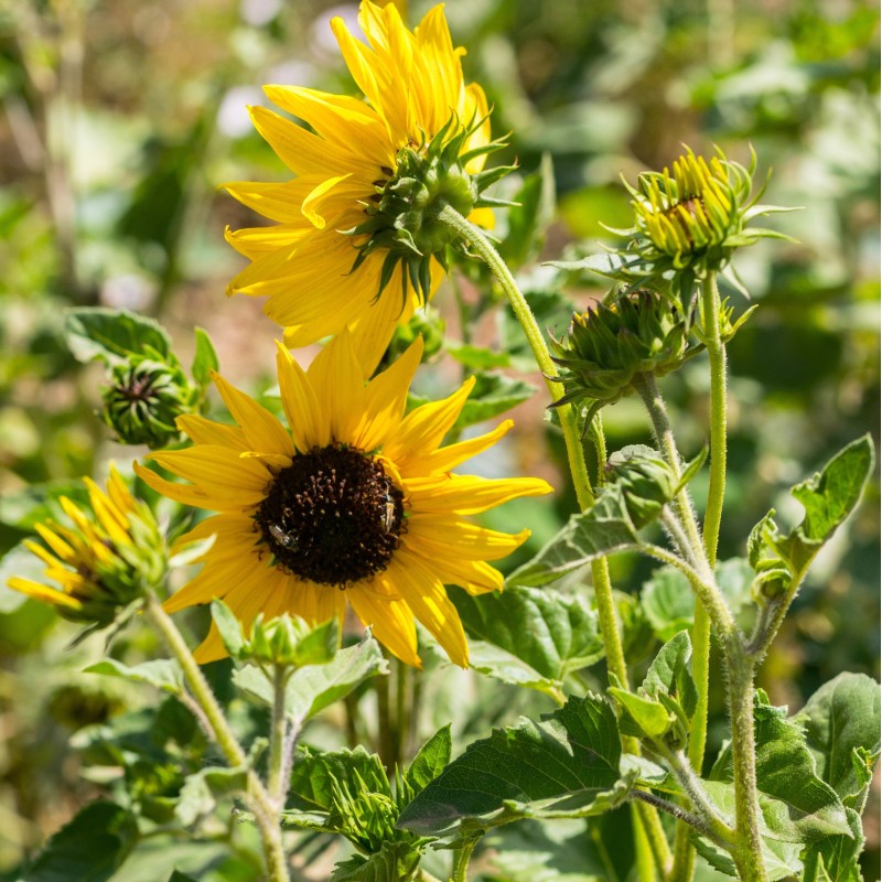 Sunflower 'Cucumber Leaf'