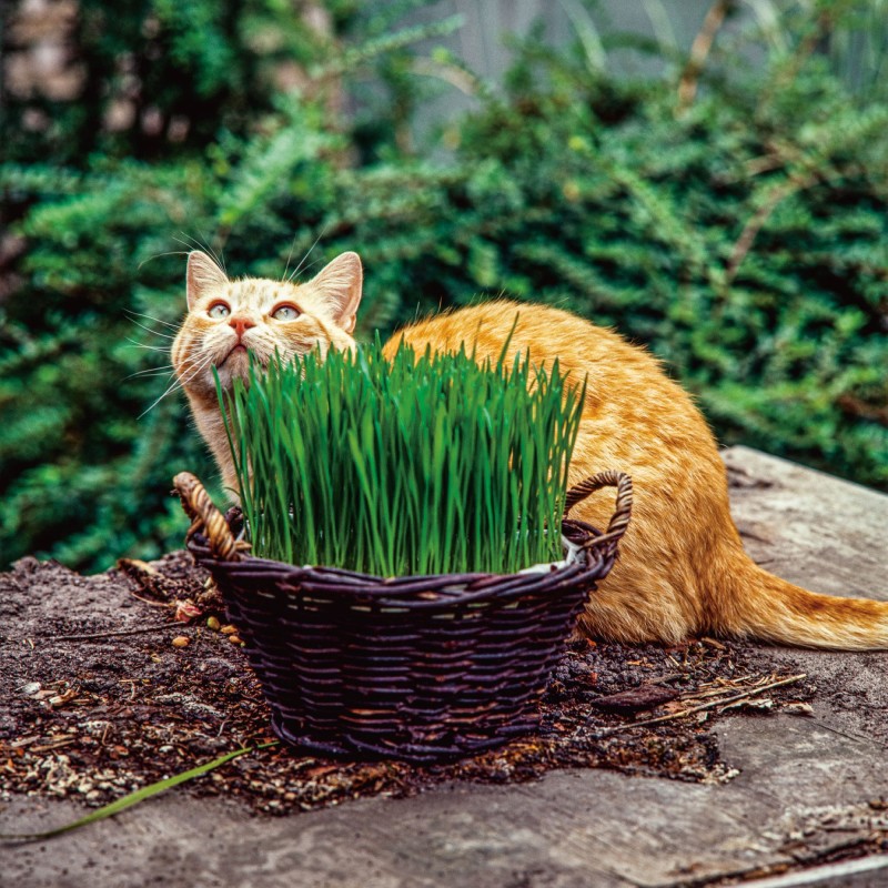 Cat grass