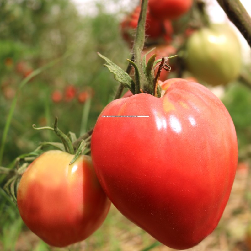 Tomate 'Coração de Boi' Vermelho