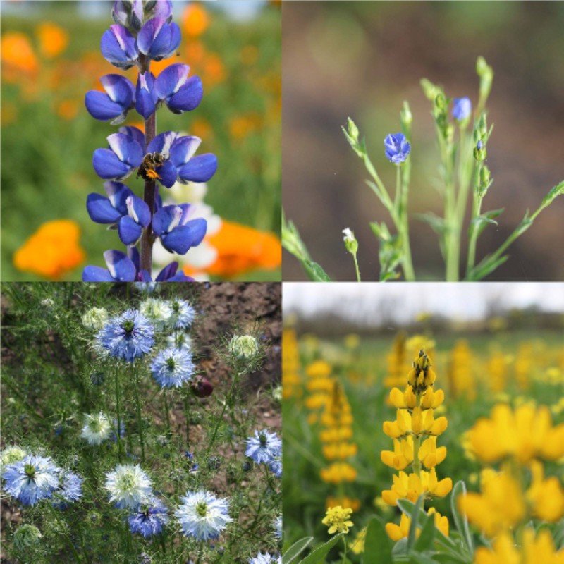 Flower Carpet Mix