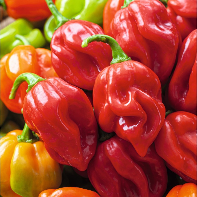 Pimiento Habanero Rojo