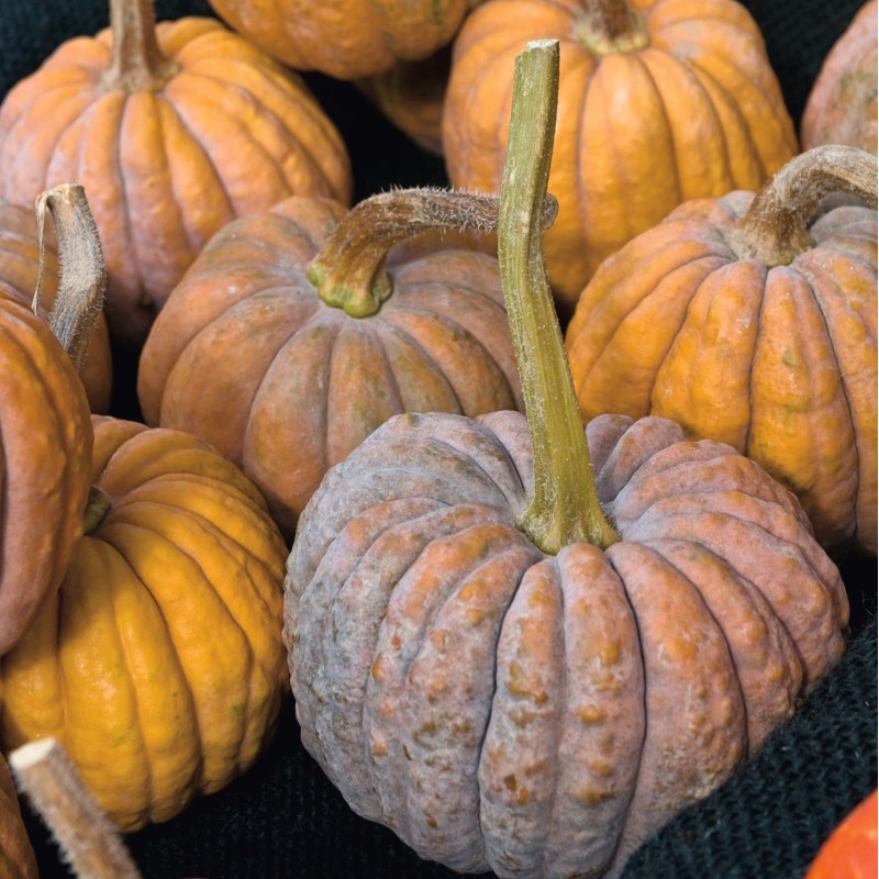 Calabaza Futsu Black