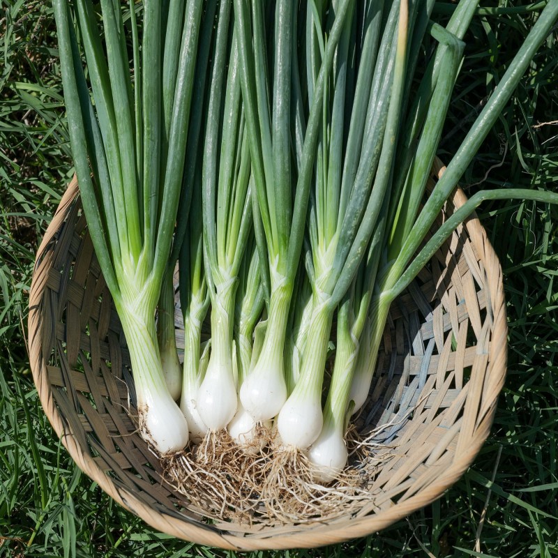 Branca de Lisboa' Onion