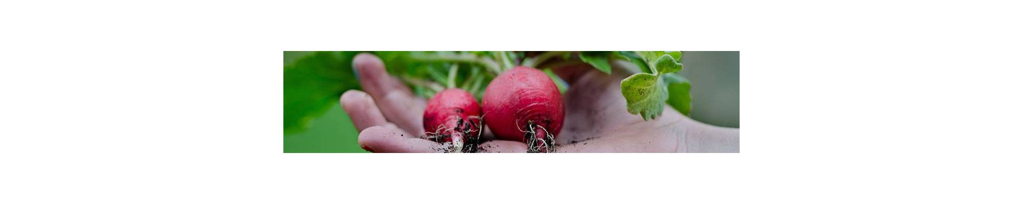 Radish | Buy BIO seeds