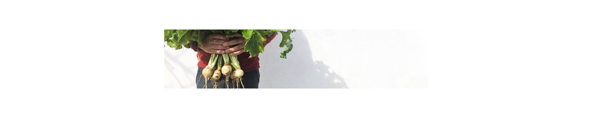 Turnip | Buy BIO seeds