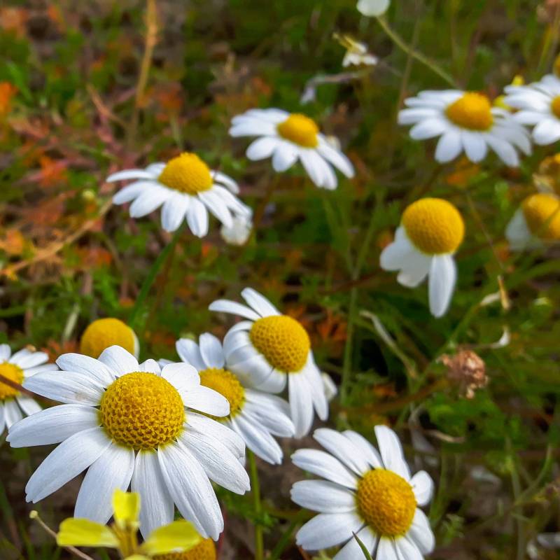 ER005_Camomila_Manzanilla_Camomile__Sementes-Biologicas_Semillas-Ecologicas_Organic-Seeds_Sementes-Vivas_1