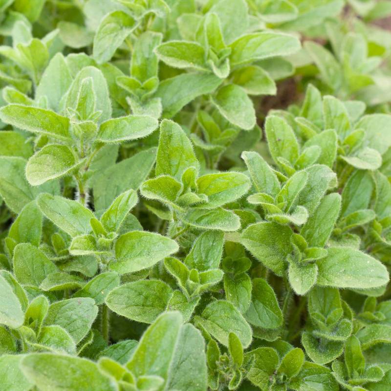 ER018_Oregaos_Oregano_Oregano__Sementes-Biologicas_Semillas-Ecologicas_Organic-Seeds_Sementes-Vivas_1