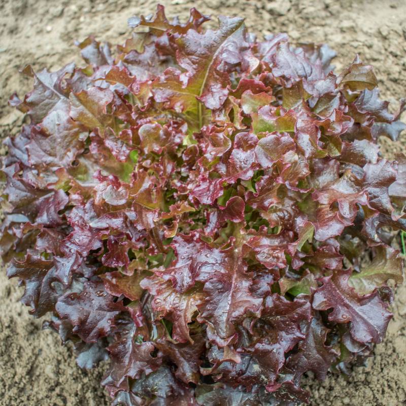 FO016_Alface_Lechuga_Oak-Leaf-Lettuce_Red-Salad-Bowl_Sementes-Biologicas_Semillas-Ecologicas_Organic-Seeds_Sementes-Vivas_1