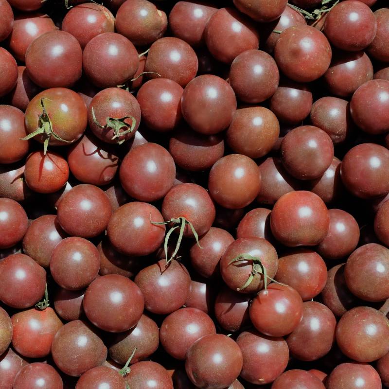 FR004_Tomate_Tomate_Cherry-Tomato_Black-Cherry_Sementes-Biologicas_Semillas-Ecologicas_Organic-Seeds_Sementes-Vivas_1