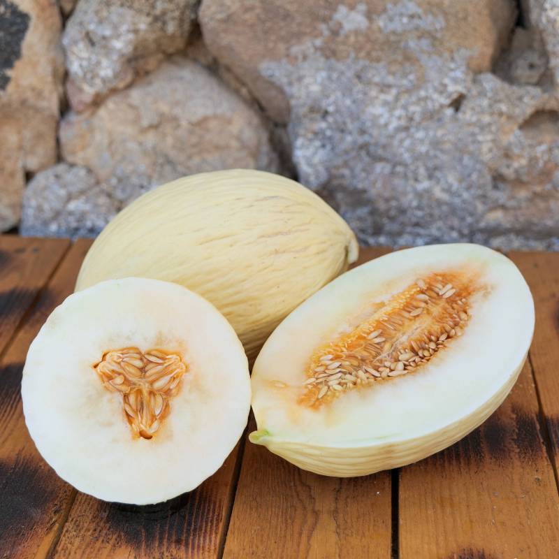 FR005_Melao__Melon_Branco-do-Ribatejo_Sementes-Biologicas_Semillas-Ecologicas_Organic-Seeds_Sementes-Vivas_1