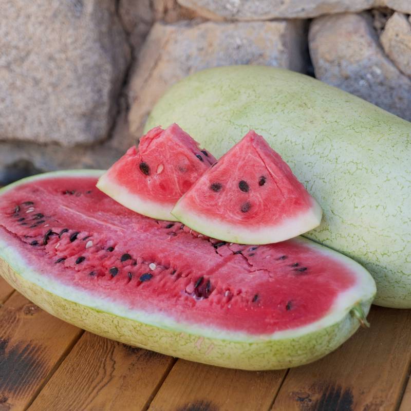 FR006_Melancia_Sandia_Watermelon_Charleston-Gray_Sementes-Biologicas_Semillas-Ecologicas_Organic-Seeds_Sementes-Vivas_1