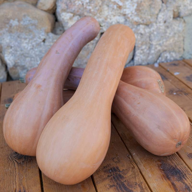 FR010_Abobora_Calabaza_Pumpkin_Longue-de-Nice_Sementes-Biologicas_Semillas-Ecologicas_Organic-Seeds_Sementes-Vivas_1