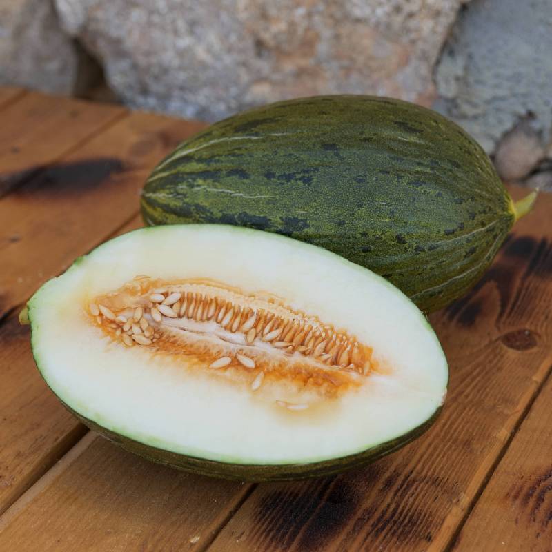 FR015_Melao__Melon_Pele-de-Sapo_Sementes-Biologicas_Semillas-Ecologicas_Organic-Seeds_Sementes-Vivas_1