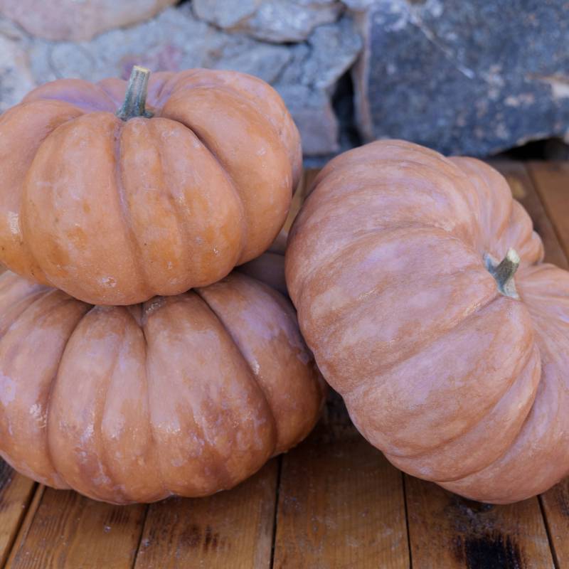 FR021_Abobora_Calabaza_Pumpkin_Muscat-De-Provence_Sementes-Biologicas_Semillas-Ecologicas_Organic-Seeds_Sementes-Vivas_1