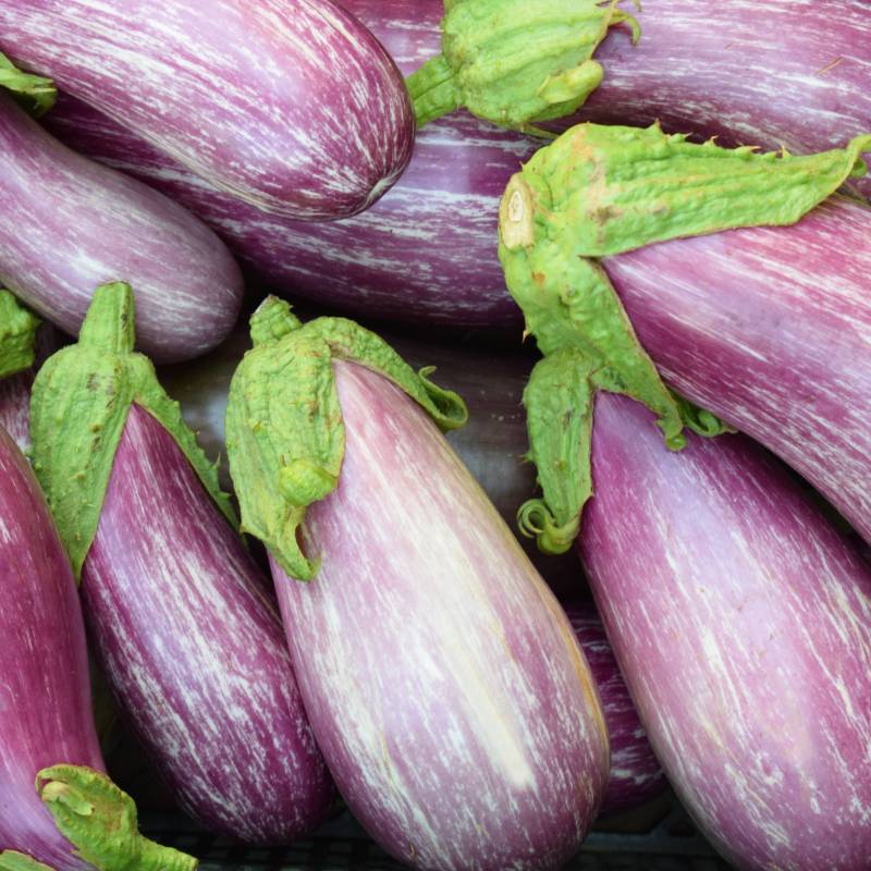 FR046_Beringela_Berenjena_Eggplant_Listada-Gandia_Sementes-Biologicas_Semillas-Ecologicas_Organic-Seeds_Sementes-Vivas_1