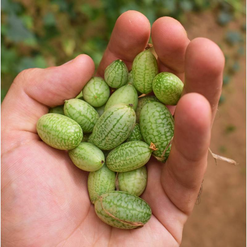 FR151_Pepino_Pepino_Cucumber_Cucamelon_Sementes-Biologicas_Semillas-Ecologicas_Organic-Seeds_Sementes-Vivas_1