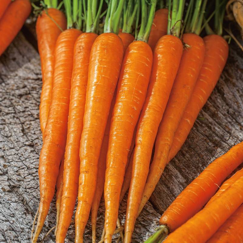 RA003_Cenoura_Zanahoria_Carrot_Nantes-2_Sementes-Biologicas_Semillas-Ecologicas_Organic-Seeds_Sementes-Vivas_1