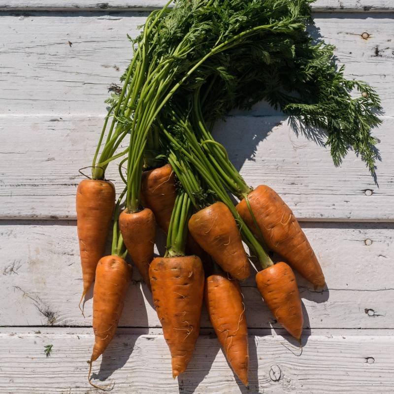 RA027_Cenoura_Zanahoria_Carrot_Oxhella_Sementes-Biologicas_Semillas-Ecologicas_Organic-Seeds_Sementes-Vivas_1