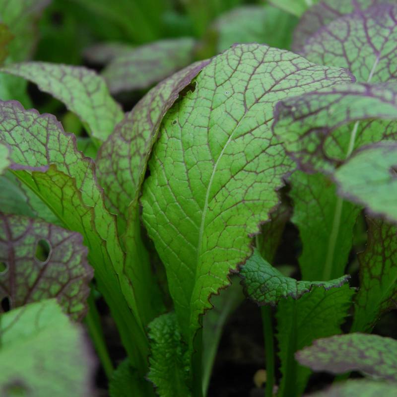 Mustard green 'Red Giant'