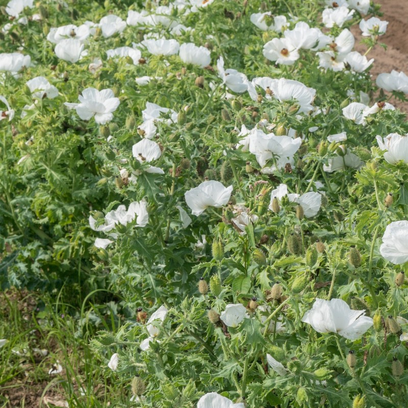 Amapola Espinhosa