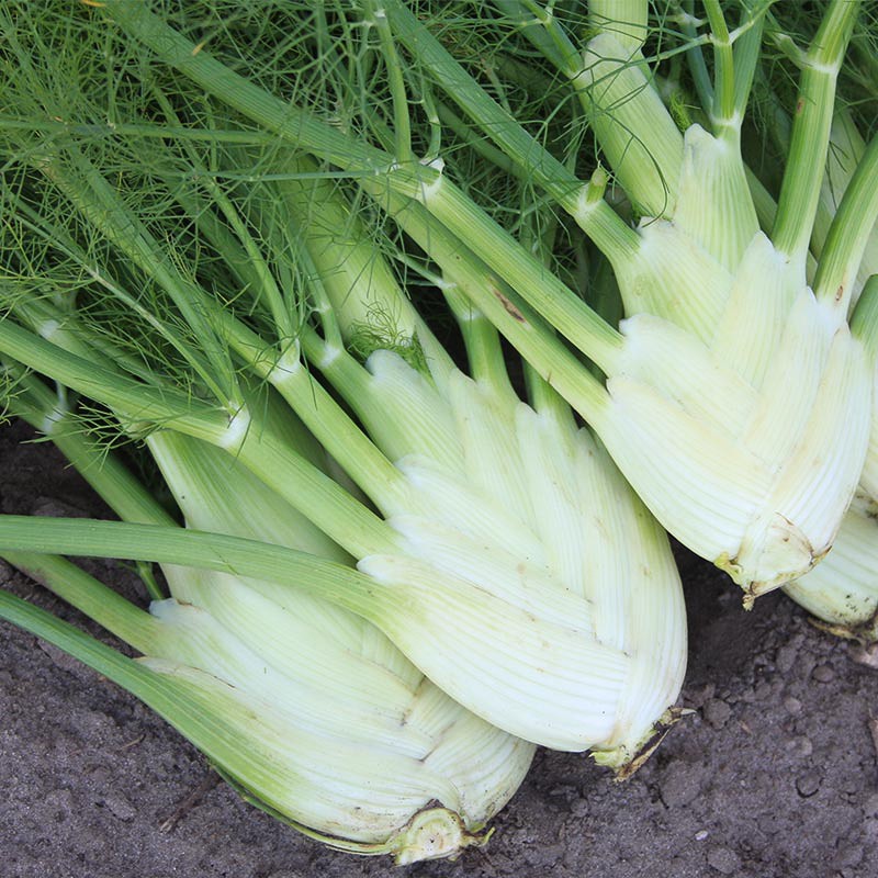 Bulb Fennel 'Géant Mammouth Perfection'