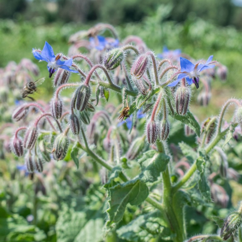 ER019_Borragem_Borraja_Borage__Sementes-Biologicas_Semillas-Ecologicas_Organic-Seeds_Sementes-Vivas_2