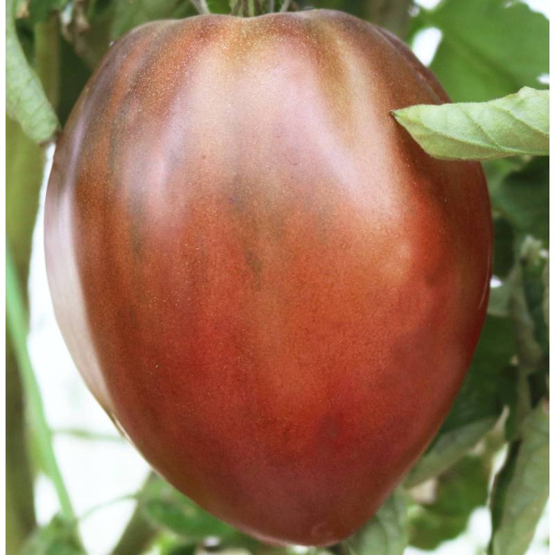 Tomato 'Oxheart Black'