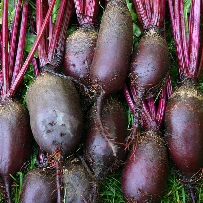 Beetroot 'Cylindra'