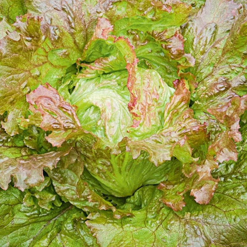 Lettuce Tarengo organic seeds