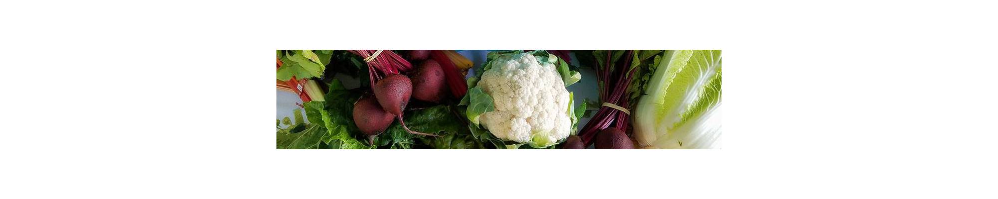 Cauliflower | Buy BIO seeds