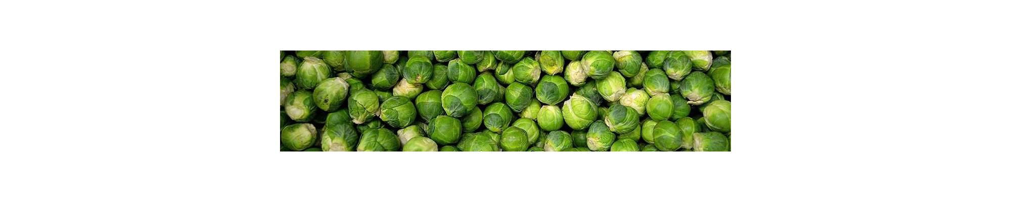 Brussels Sprouts | Buy BIO seeds