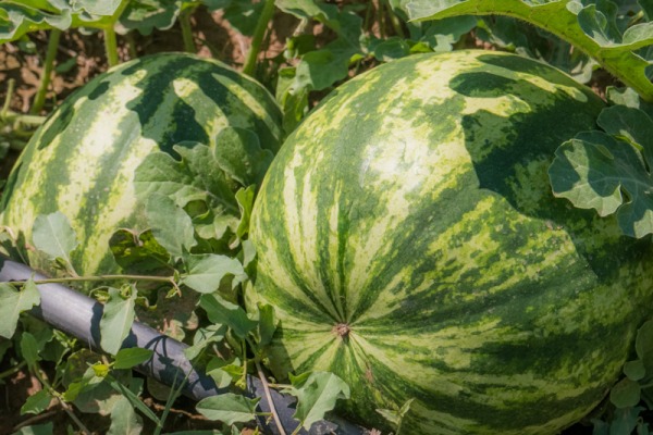 Guia técnico de cultivo de melancia