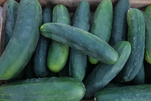 Guia técnico de cultivo de pepino