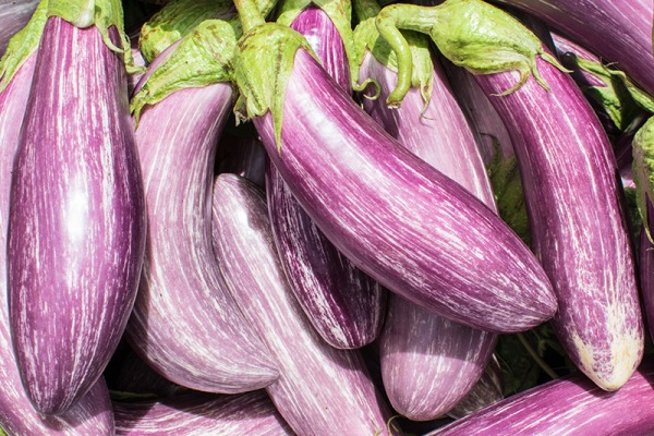 Guia técnico de cultivo de beringela