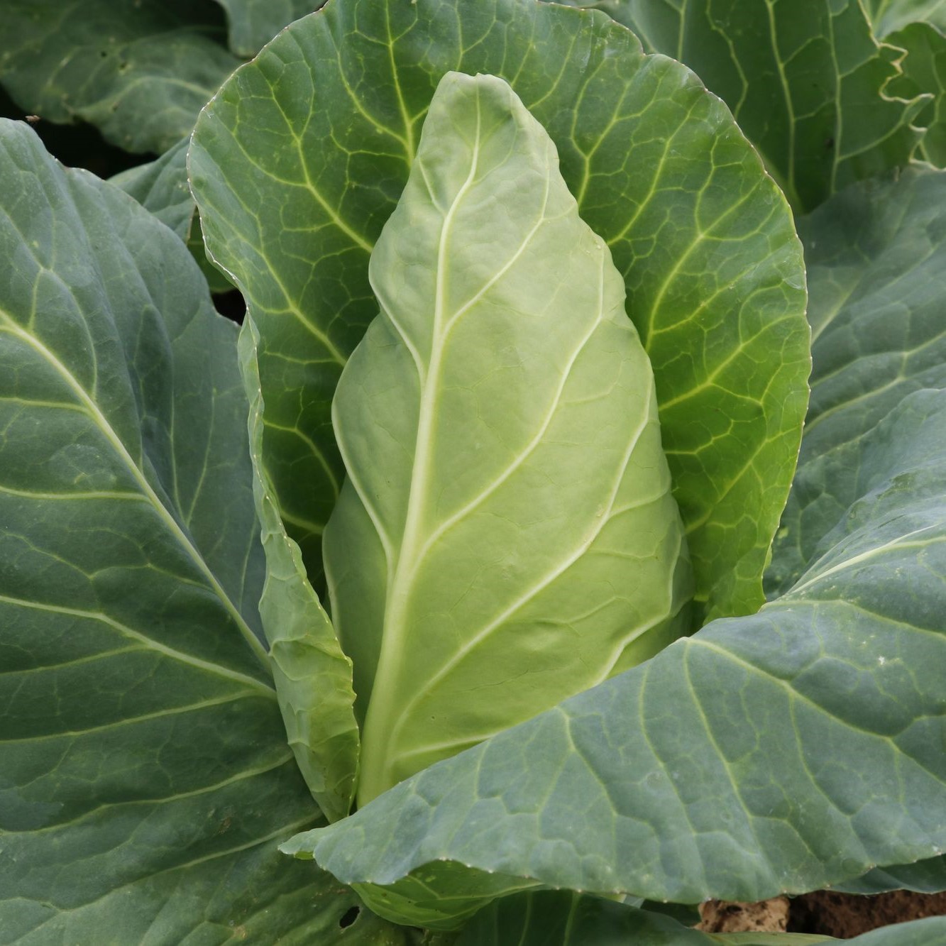 CO002_Couve_Eersteling