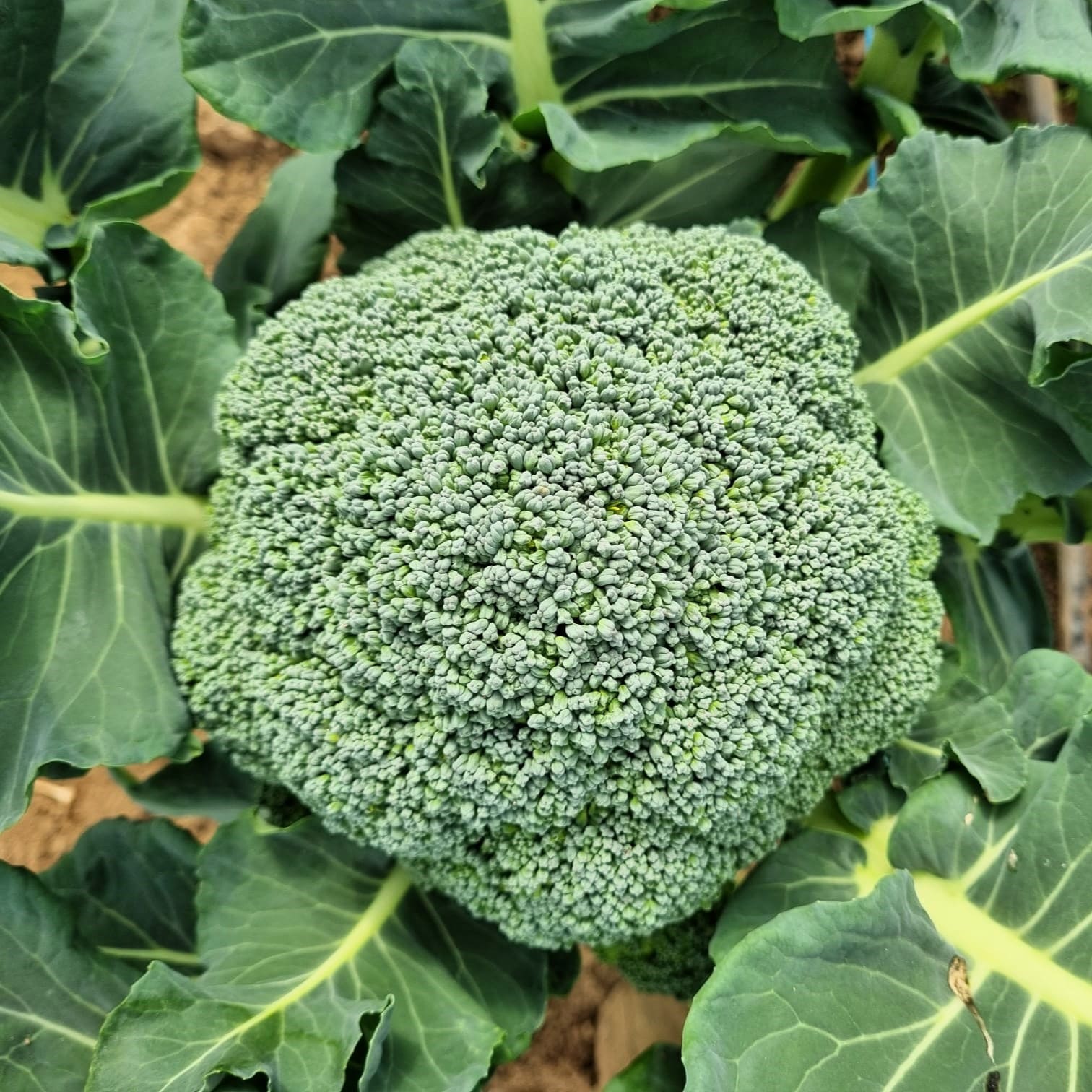 CO020_Brócolo_Rasmus