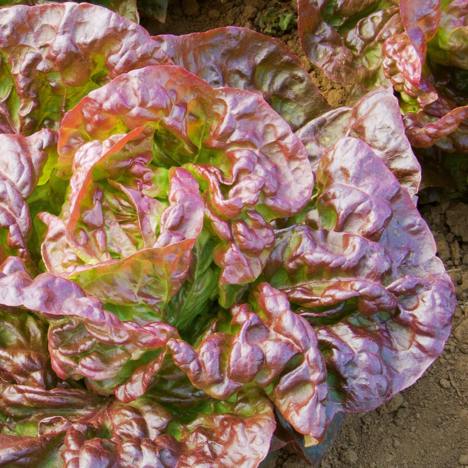 FO004_Merveille_des_Quatre_Saisons